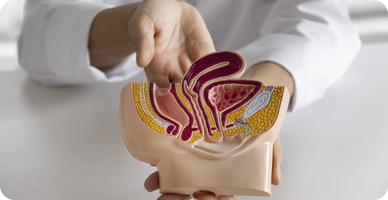 Erkek Check-Up Paneli